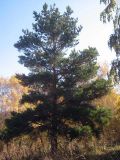 Pinus sylvestris. Взрослое растение. Казахстан, Джунгарский Алатау, Кегень. Октябрь 2009 г.