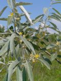 Elaeagnus angustifolia