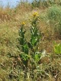 Inula macrophylla