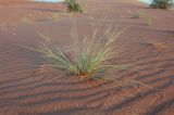 Cyperus conglomeratus