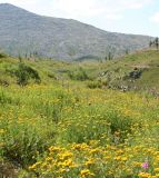 Tanacetum vulgare