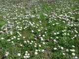 Bellis perennis. Аспект цветущей маргаритки. Крым, Байдарская долина, окр. с. Тыловое. 04.04.2010.