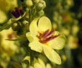 Verbascum marschallianum. Фрагмент соцветия с бутонами и раскрывшимся цветком. Украина, г. Луганск, окрестн. пос. Видное, плакорная степь. 19.06.2017.