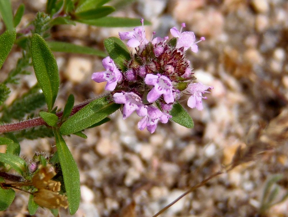 Изображение особи Thymus &times; tschernjajevii.