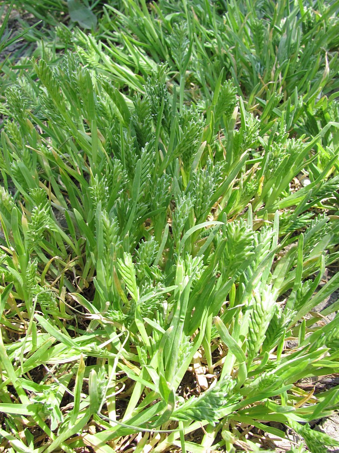 Image of Sclerochloa dura specimen.