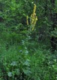 Verbascum lychnitis. Цветущее растение. Адыгея, хребет Уна-Коз, ≈ 1000 м н.у.м., опушка широколиственного леса. 02.07.2017.