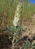 Astragalus nigromontanus. Цветущее растение в низкотравно-злаковом саванноидном сообществе. Казахстан, Южно-Казахстанская обл., Сырдарья-Туркестанский государственный региональный природный парк, Боралдайский филиал. 28.05.2016.