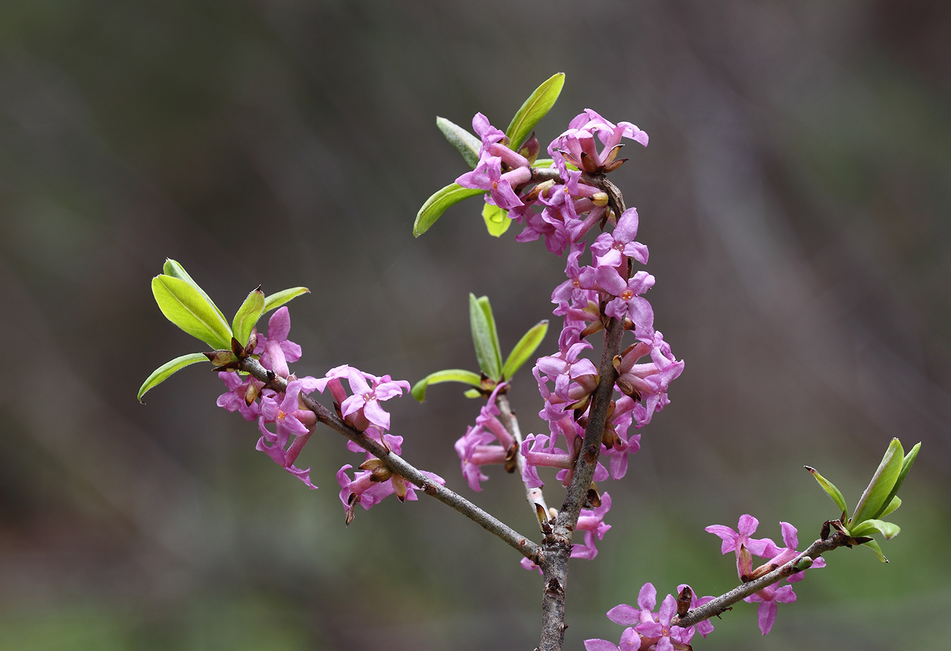 Изображение особи Daphne mezereum.