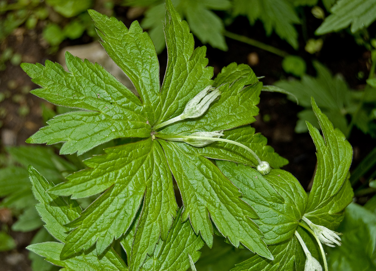 Изображение особи Anemonidium canadense.