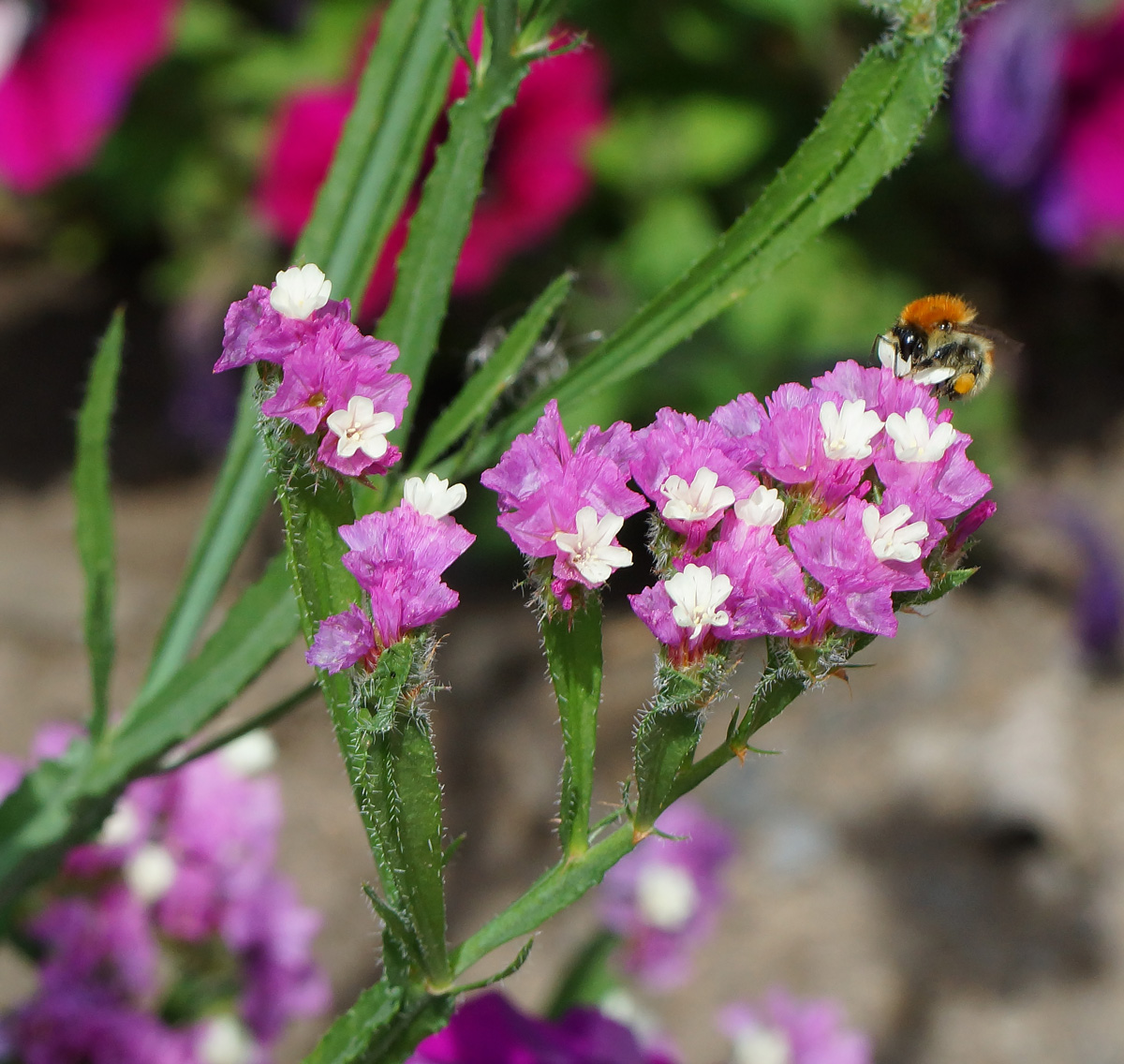 Изображение особи Limonium sinuatum.