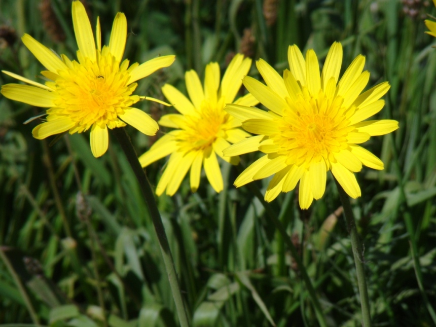 Изображение особи род Tragopogon.