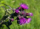 Cirsium palustre