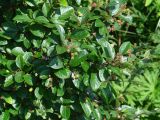 Cotoneaster lucidus