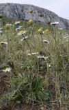 Bellis sylvestris