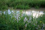 Vicia sylvatica. Верхушки побегов с соцветиями и незрелыми плодами. Тульская обл., Дубенский р-н, окр. с. Протасово, берег р. Пронинка. 18.06.2012.