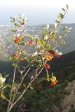 Sorbus taurica. Ветви с соплодиями. Крым, Ай-Петринская яйла. 25 сентября 2010 г.
