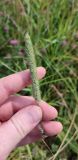 Phleum pratense