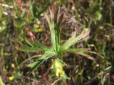 Geranium wlassovianum. Лист. Магаданская обл., Ольский р-н, Клепкинская трасса, бассейн р. Танон, Танонская тундра, небольшое возвышение. 21.08.2021.