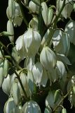 Yucca gloriosa