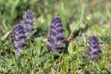 Ajuga orientalis