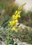 Linaria genistifolia. Верхушка побега с цветущим и бутонизирующими соцветиями. Краснодарский край, м/о г. Новороссийск, Маркотхский хр., пер. Неберджаевский, ≈ 450 м н.у.м., на месте старого отработанного мергелевого карьера. 30.09.2022.