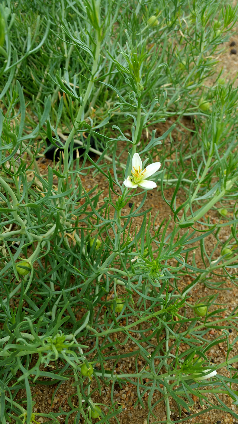 Изображение особи Peganum multisectum.