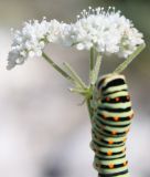 Pimpinella tragium