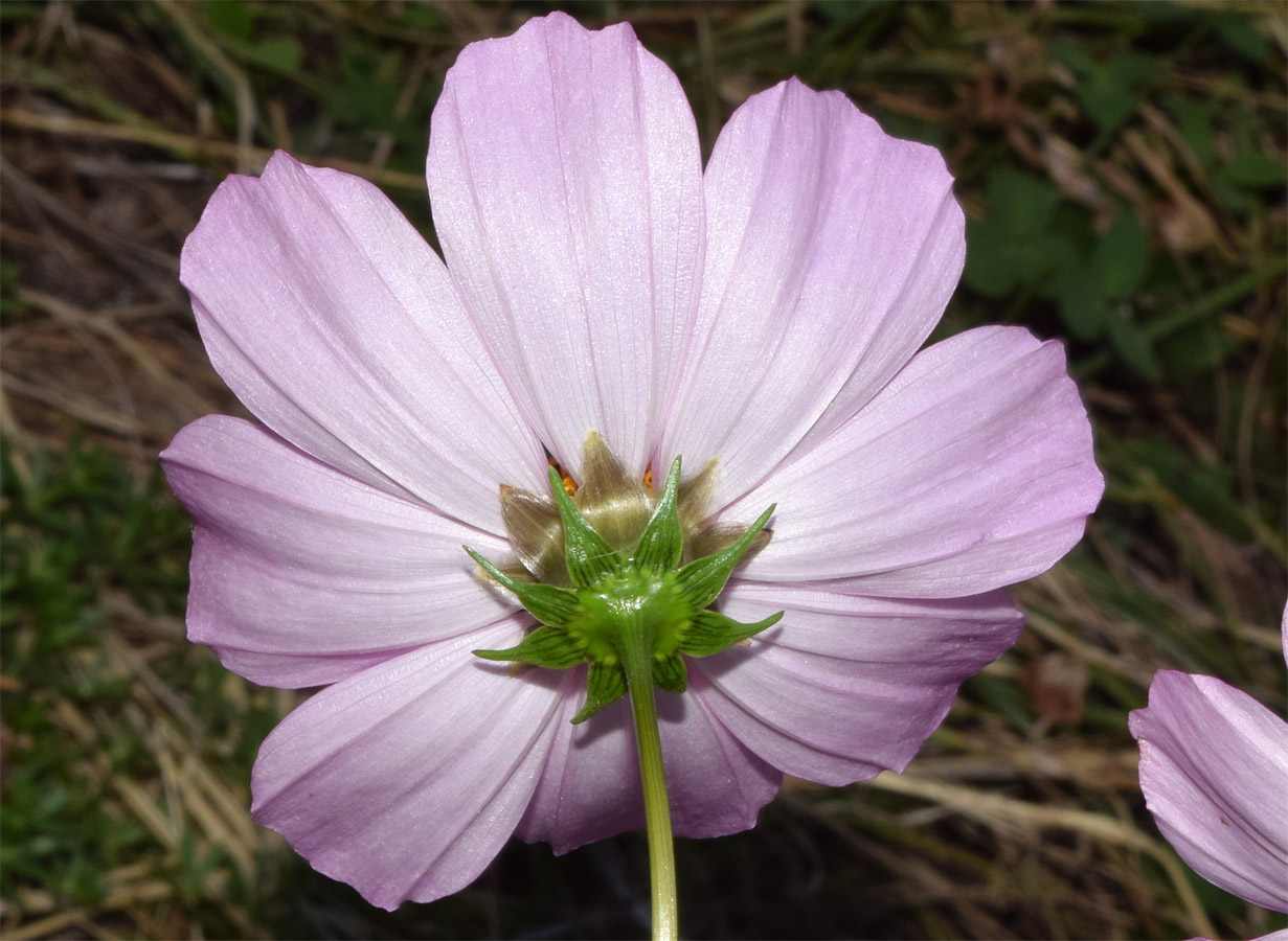 Изображение особи Cosmos bipinnatus.