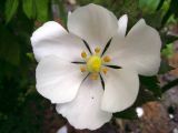 Sinopodophyllum hexandrum