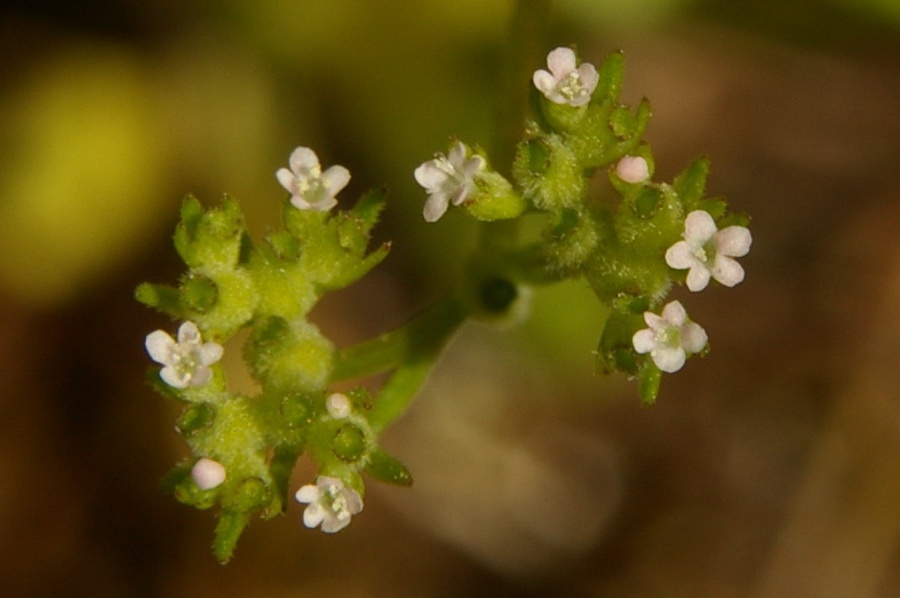 Изображение особи Valerianella dentata.