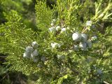 Juniperus excelsa