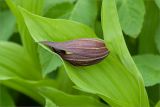 Cypripedium calceolus. Верхушка побега с бутоном. Ленинградская обл., Ломоносовский р-н, берег ручья. 03.06.2012.