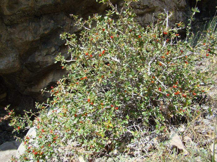 Изображение особи Lonicera paradoxa.