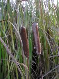 Typha &times; glauca