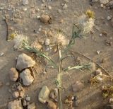 Centaurea eriophora