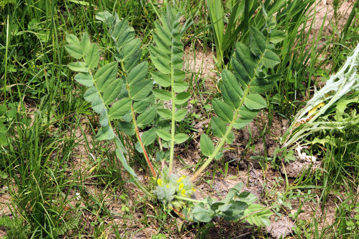 Image of Astragalus lentilobus specimen.