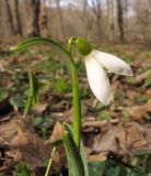 Galanthus alpinus. Верхушка цветущего растения. Краснодарский край, Новороссийский р-н, гора Рябкова, каменистый склон, дубово-грабовый лес. 23.02.2014.