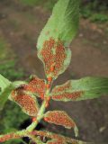 Sambucus racemosa