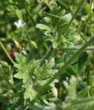 Ranunculus bulbosus