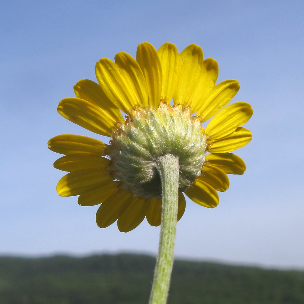 Изображение особи Anthemis tinctoria.