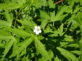 Geranium sibiricum. Цветок и листья. Кемеровская обл., г. Прокопьевск. 07.07.2014.