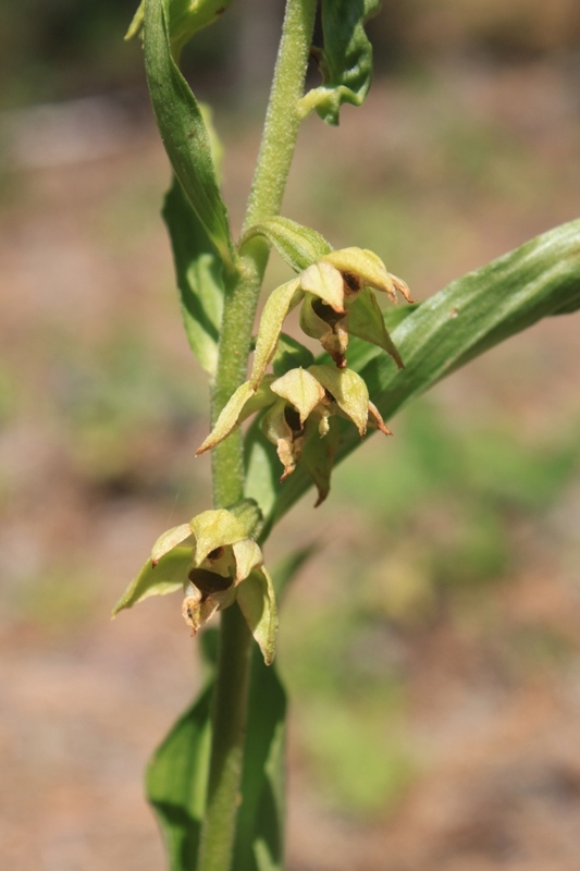 Изображение особи Epipactis helleborine.