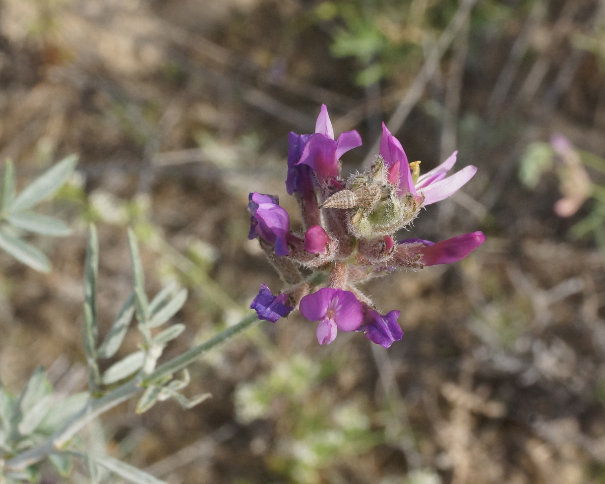 Изображение особи Astragalus polyceras.