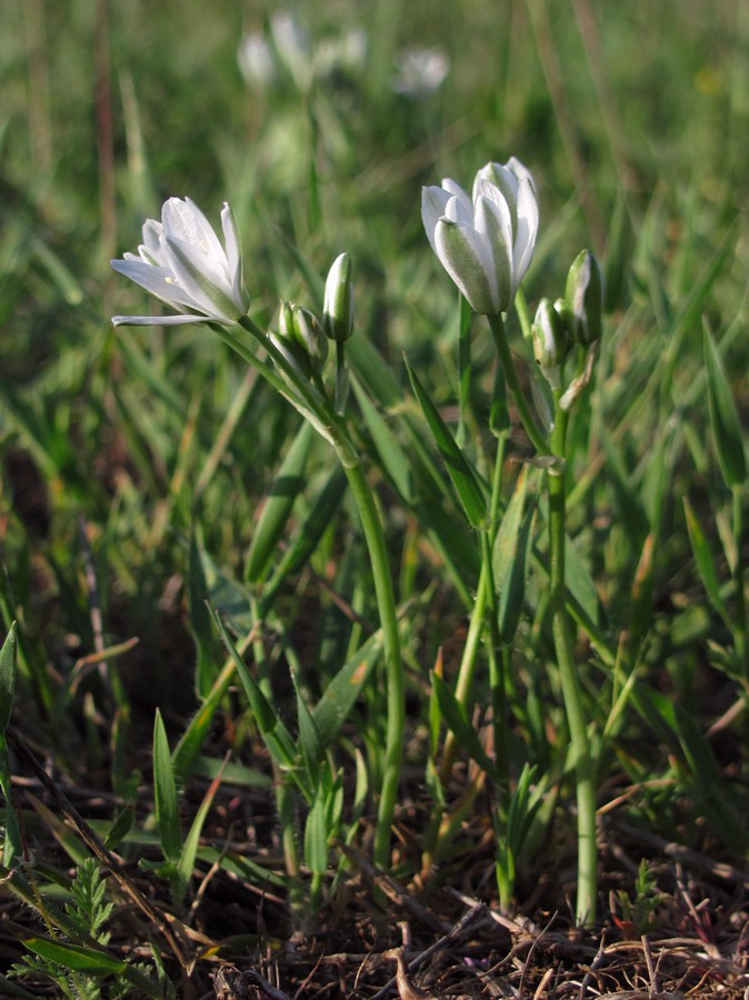 Изображение особи Ornithogalum navaschinii.