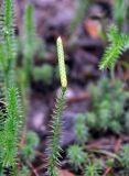 Lycopodium annotinum. Верхушка побега со стробилом. Московская обл., Шатурский р-н, окр. пос. Туголесский Бор, смешанный лес на окраине торфяного болота. 07.08.2014.