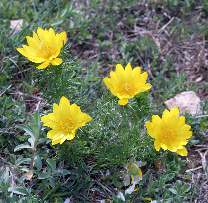 Изображение особи Adonis vernalis.