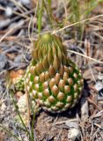 Orostachys spinosa