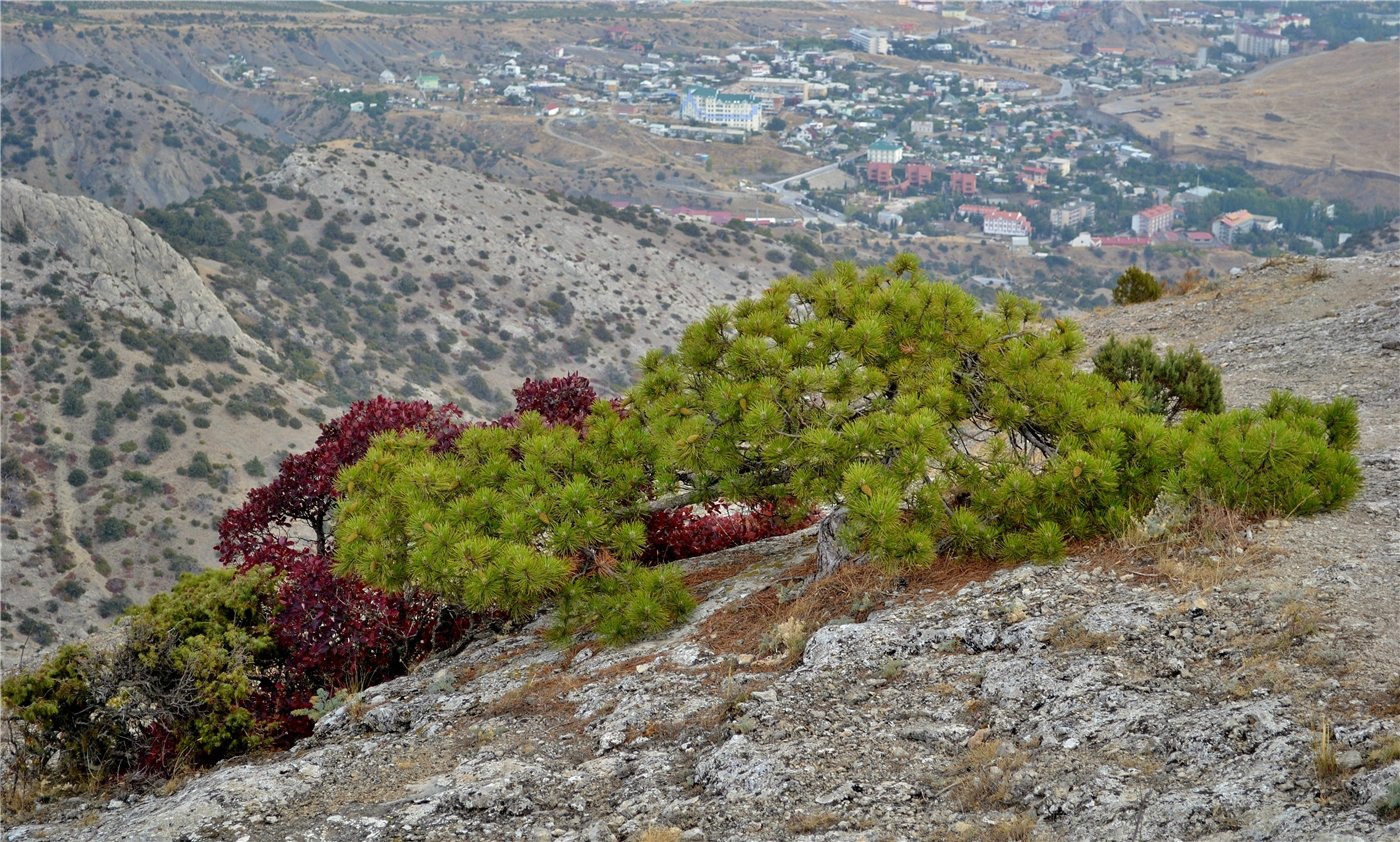 Изображение особи Pinus pallasiana.