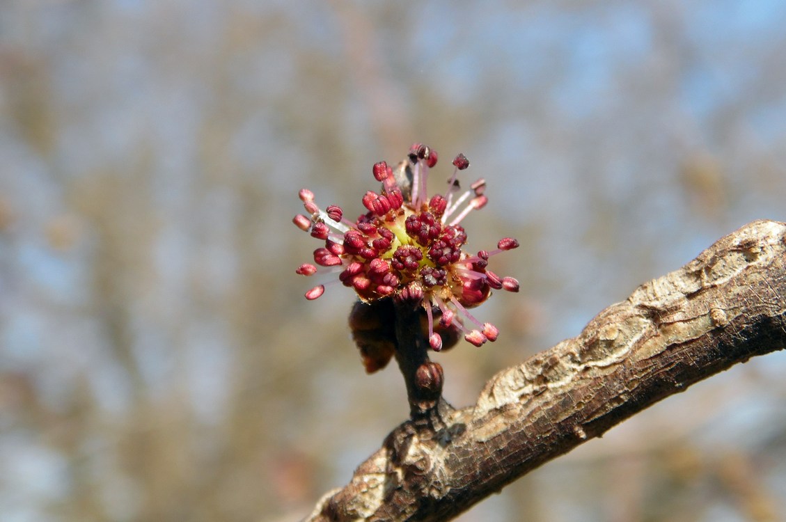 Изображение особи Ulmus minor.