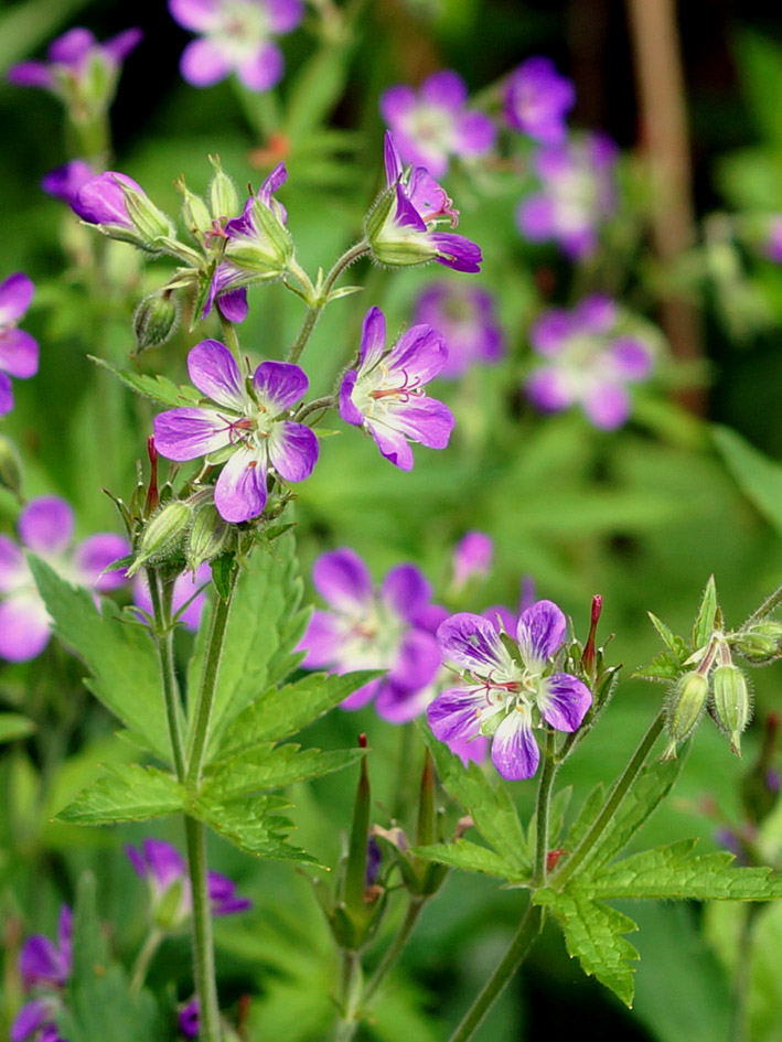 Изображение особи Geranium sylvaticum.